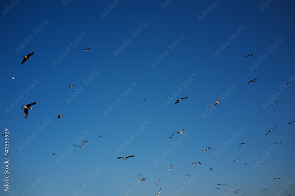 Flock of birds in the sky