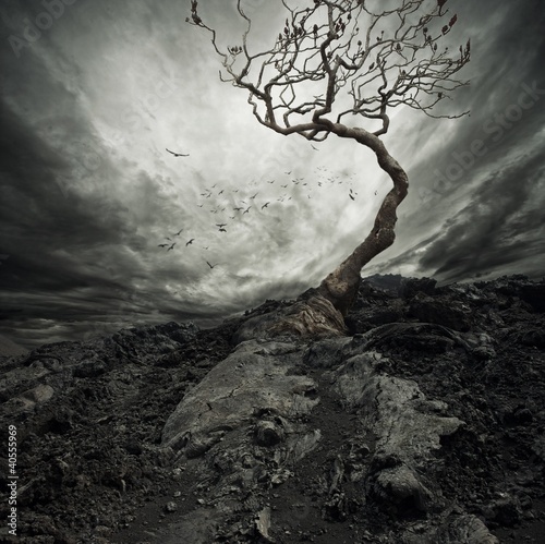 Dramatic sky over old lonely tree. #40555969