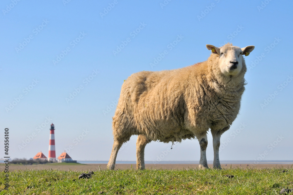 Fototapeta premium Schaf-Westerheversand