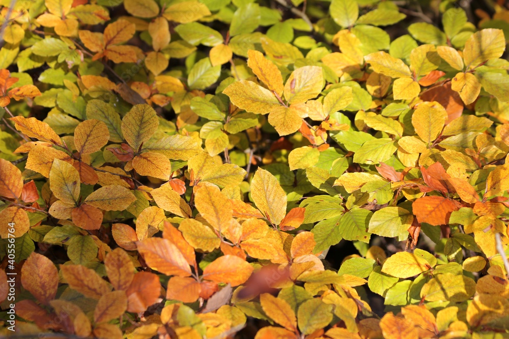goldener Oktober - Laub goldener Oktober - Laub