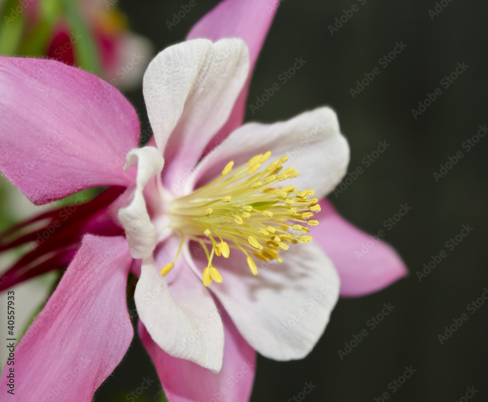 A Pink Columbine Flower in the Buttercup Family