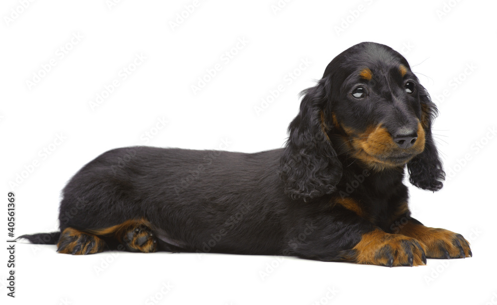 Portrait of laying puppy of Dachshund