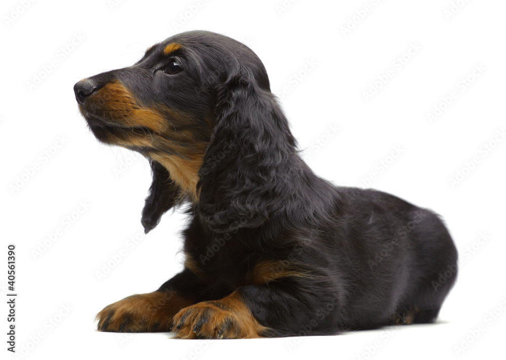 Portrait of laying puppy of Dachshund
