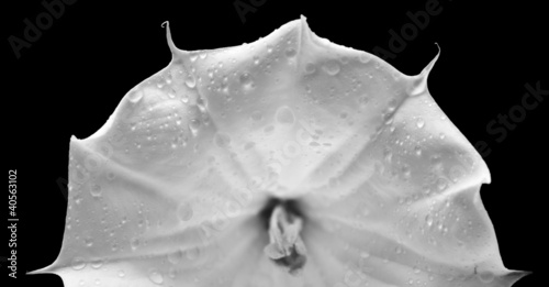 Cuadro en lienzo wet Datura flower