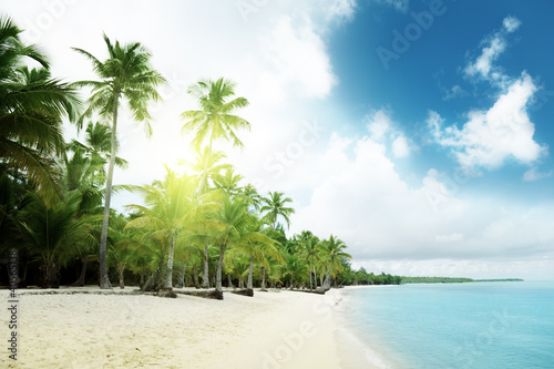 caribbean sea and palms