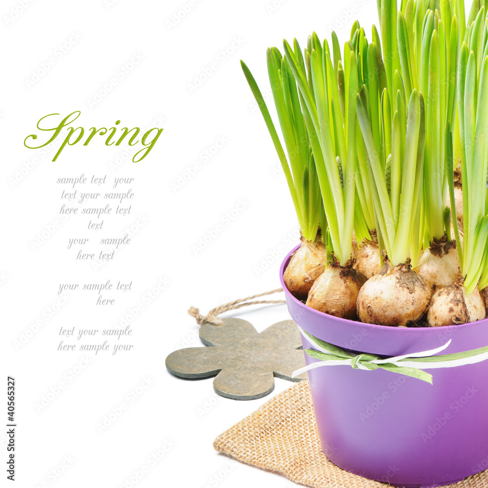 Fresh bulbs of grape hyacinth in a pot Fresh bulbs of grape hyacinth in a pot