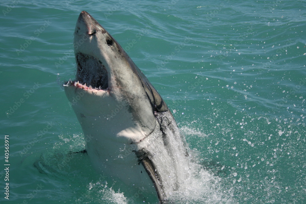 Fototapeta premium Great White Shark