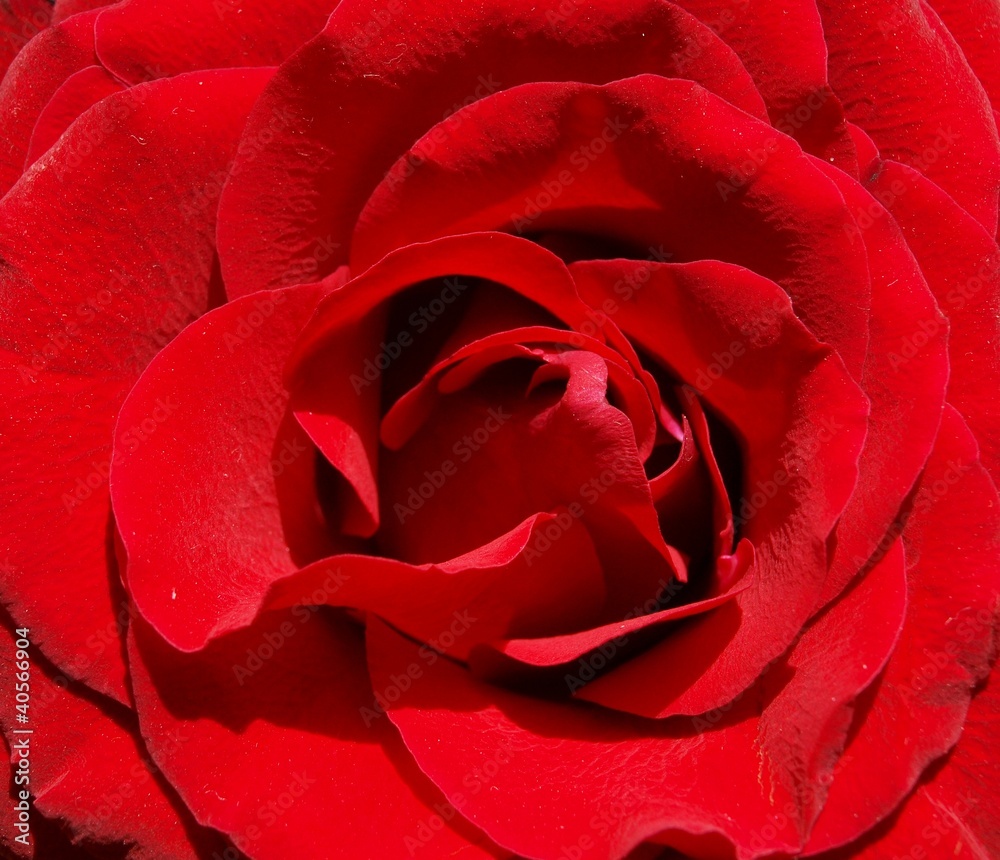 Naklejka premium Red rose