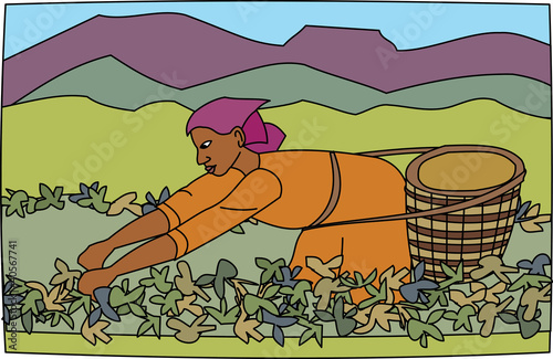 Young black woman farm worker harvesting