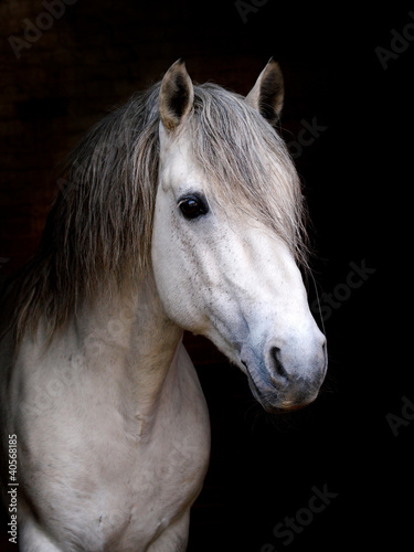Connemara Stallion Headshot