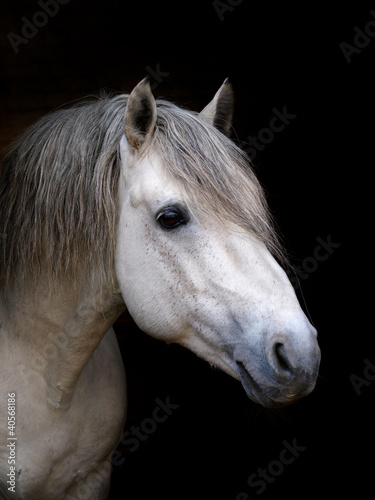 Connemara Stallion Headshot
