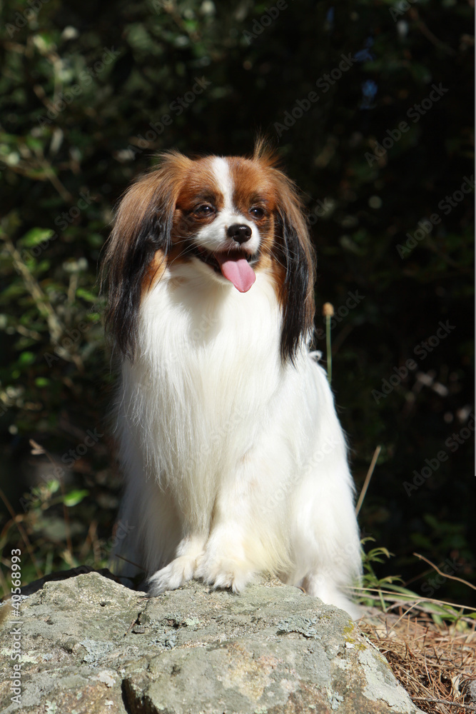 sourire du chien assis de face