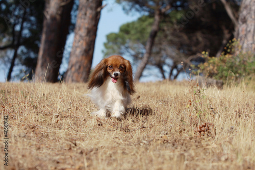 continental toy spaniel walking © Dogs