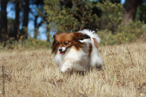 course de l'épagneul phalène © Dogs