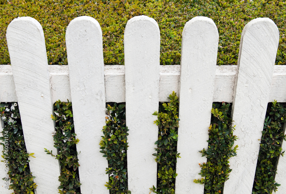 Fence with hedge Fence with hedge