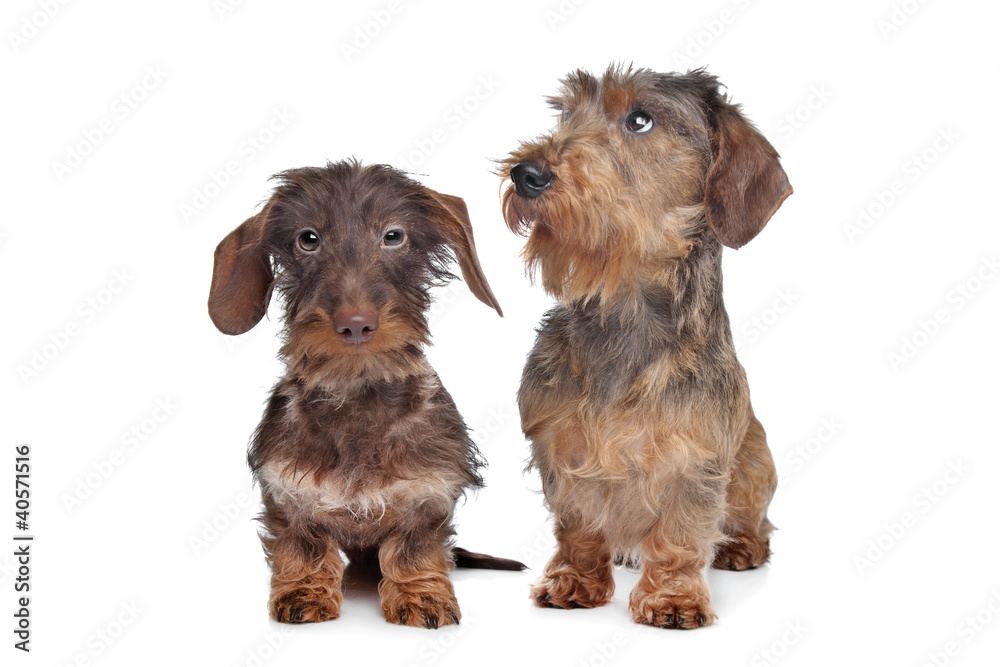 Two miniature Wire-haired dachshund dogs