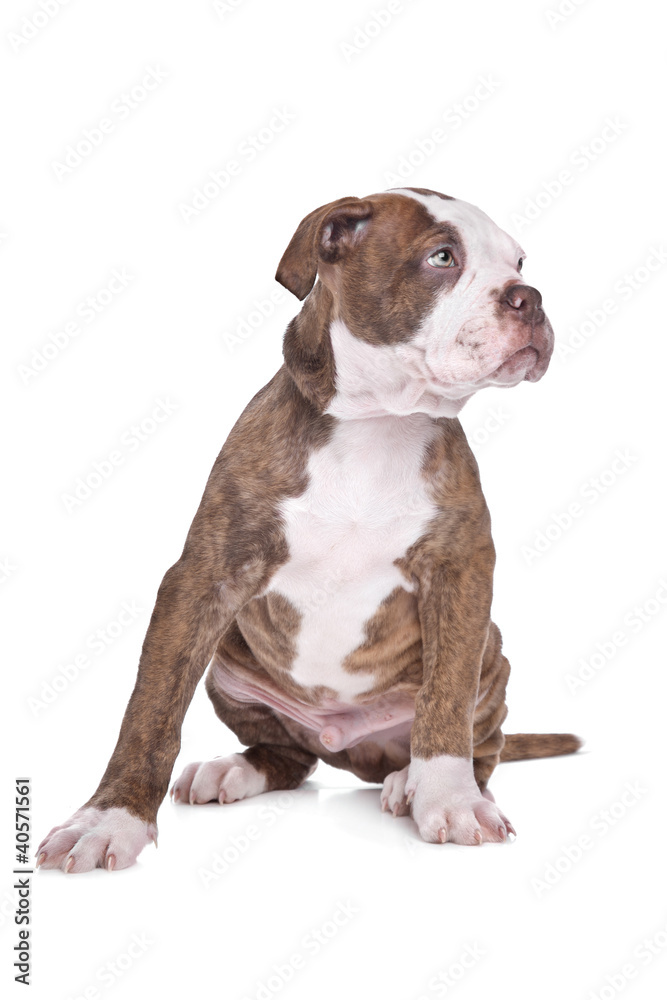 American Bulldog in front of a white background