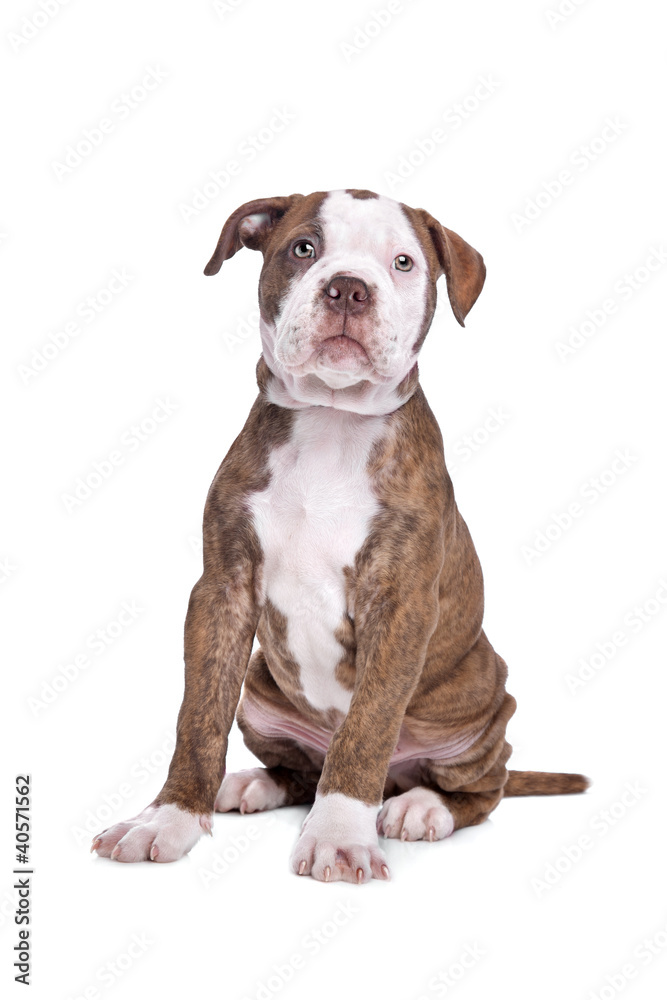 American Bulldog in front of a white background