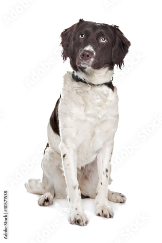 Fototapeta Naklejka Na Ścianę i Meble -  mixed breed dog. Dutch Partridge Dog, Frisian Pointing Dog