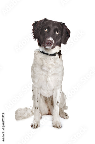 mixed breed dog. Dutch Partridge Dog, Frisian Pointing Dog