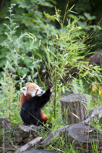 Fototapeta Naklejka Na Ścianę i Meble -  Red Panda busy eating bamboo