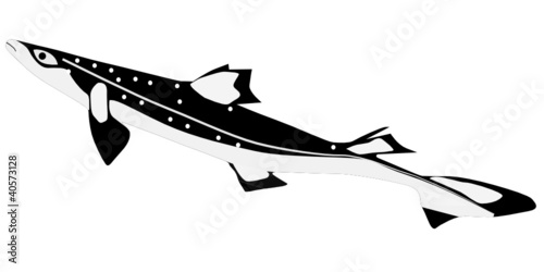 vector shark katran