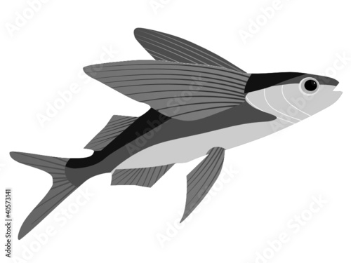 flying fish