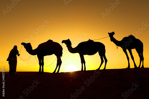 Camel train silhouette in the desert