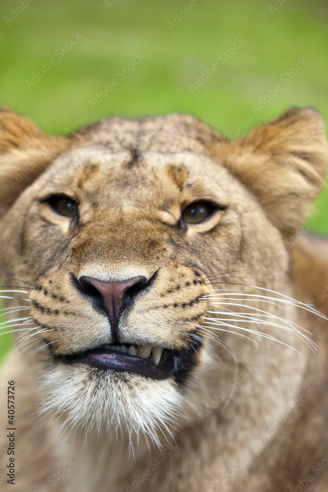 Angry Lioness Angry Lioness