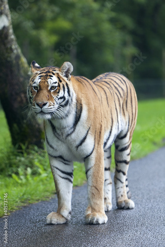Fototapeta Naklejka Na Ścianę i Meble -  Tiger on the road