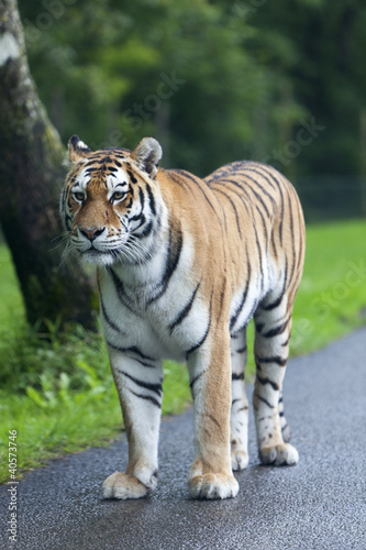 Tiger on the road