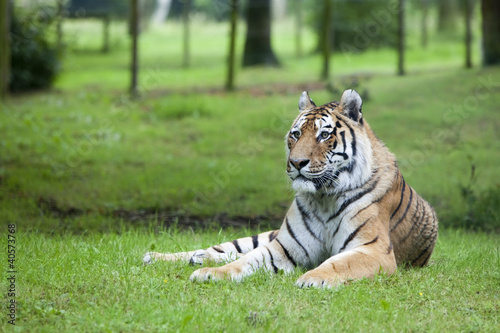 The watchfull tiger