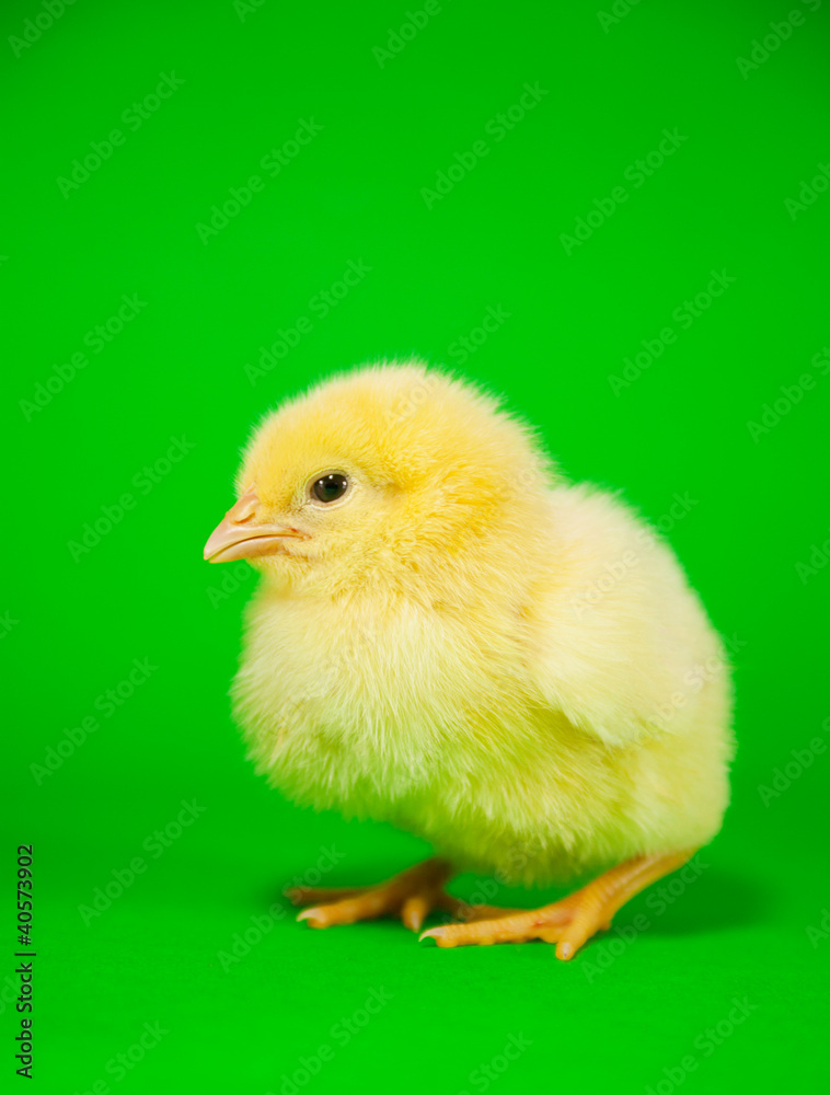 Newborn yellow chicken Newborn yellow chicken