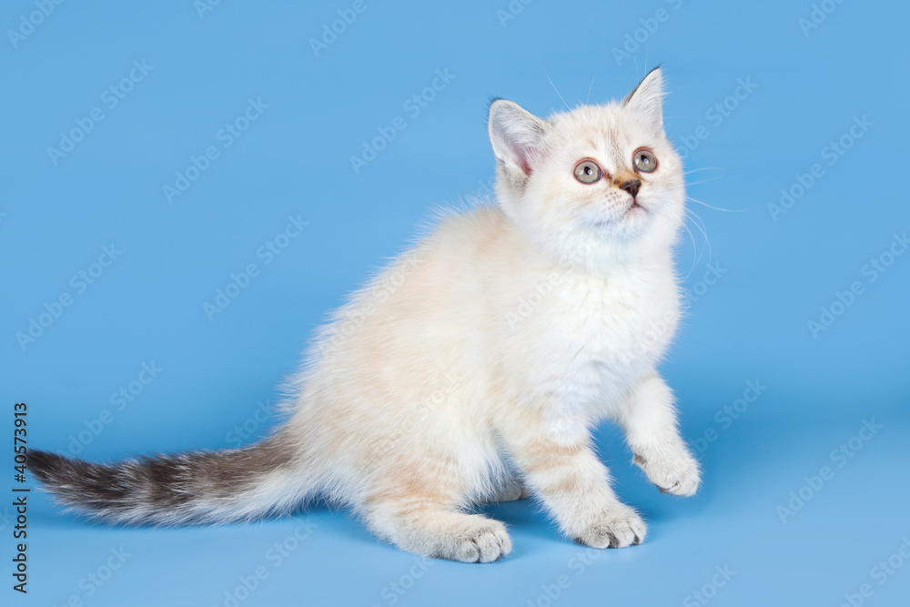 Little kitty on blue background