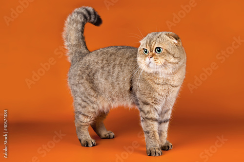 Scottish fold on orange background