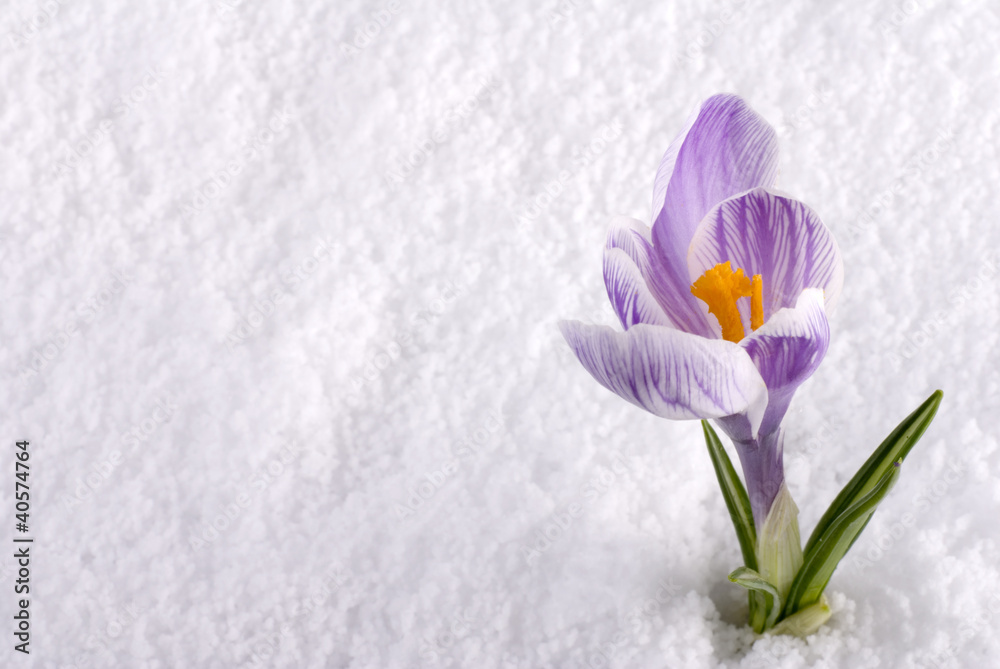 Crocus in Snow Striped Crocus in Snow Striped