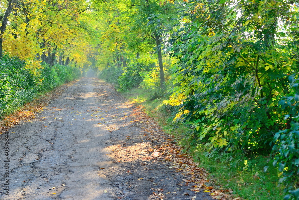 road in deep forest road in deep forest
