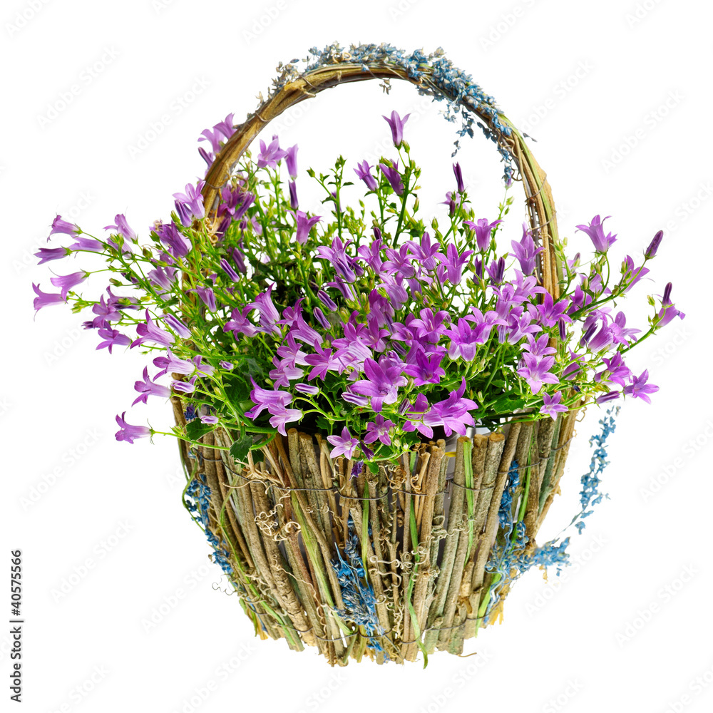 purple spring flowers in a basket