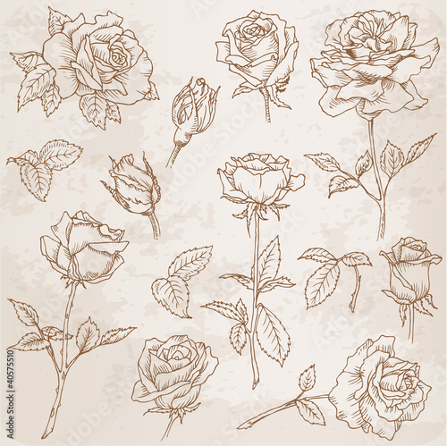Flower Set: Detailed Hand Drawn Roses in vector photo