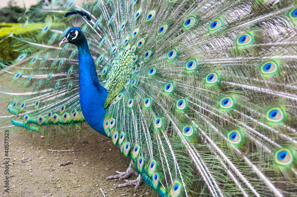 Obraz premium peacock's beauty