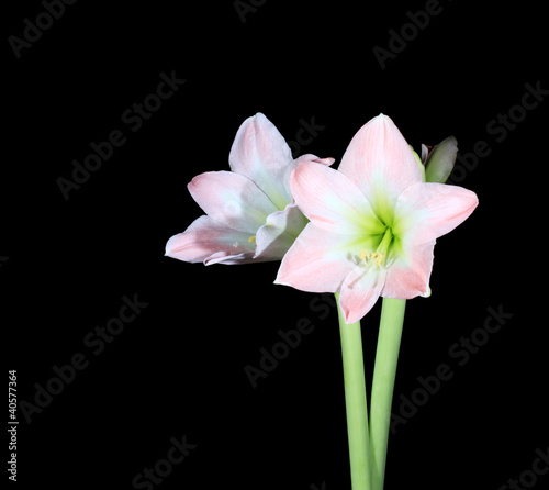 white amaryllis (Amaryllis belladonna L.)