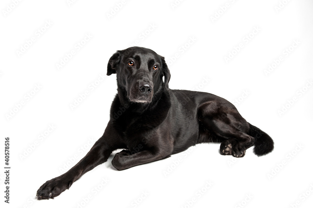 Black Labrador in front of white Black Labrador in front of white