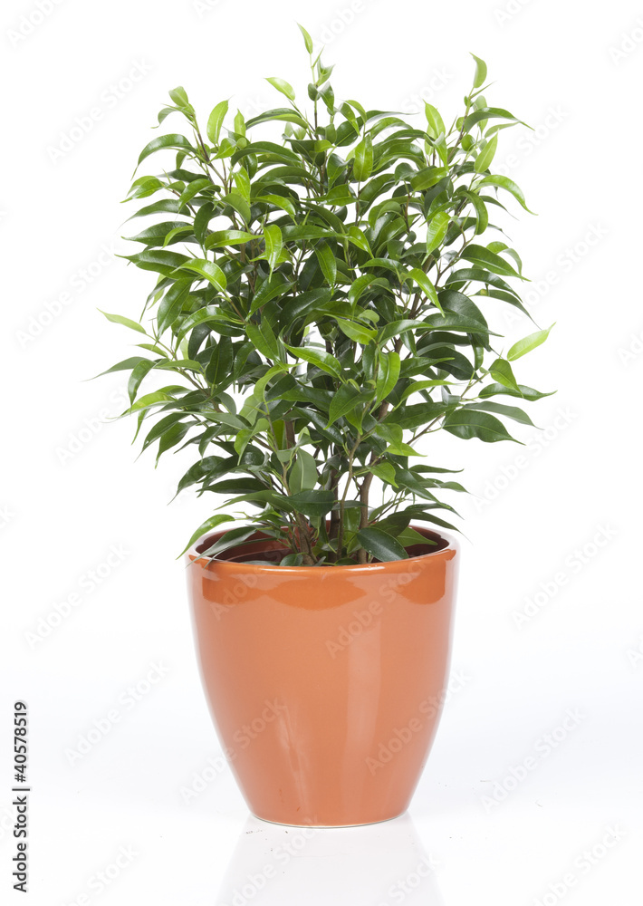 plante verte dans pot orange