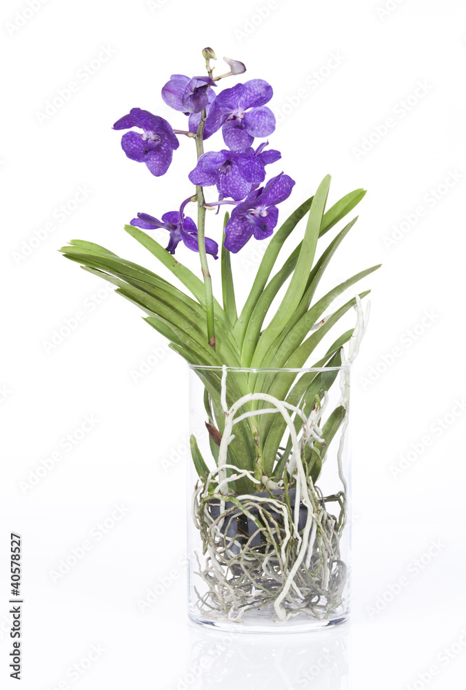 orchidée vanda dans pot en verre cylindrique Stock Photo | Adobe Stock