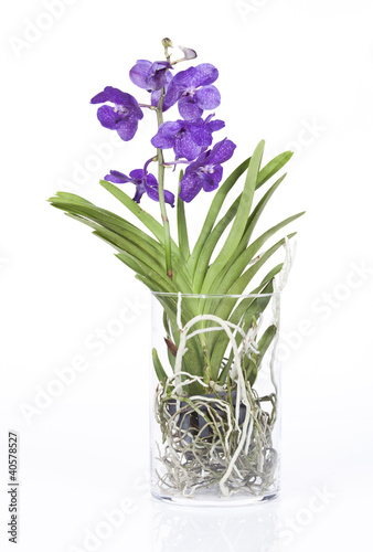 orchid  e vanda dans pot en verre cylindrique