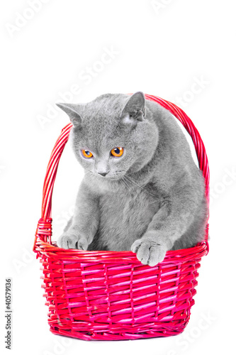 Fototapeta Naklejka Na Ścianę i Meble -  British blue cat sitting in pink basket on isolated white