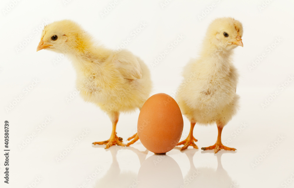 Two newborn chickens with egg