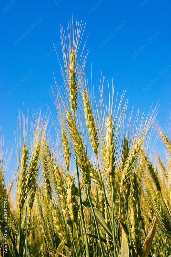 Rye in the close-up against the blue sky Rye in the close-up against the blue sky
