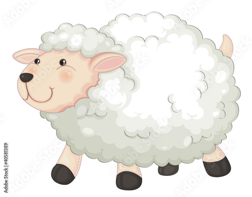 sheep