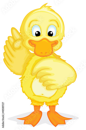 duck illustration